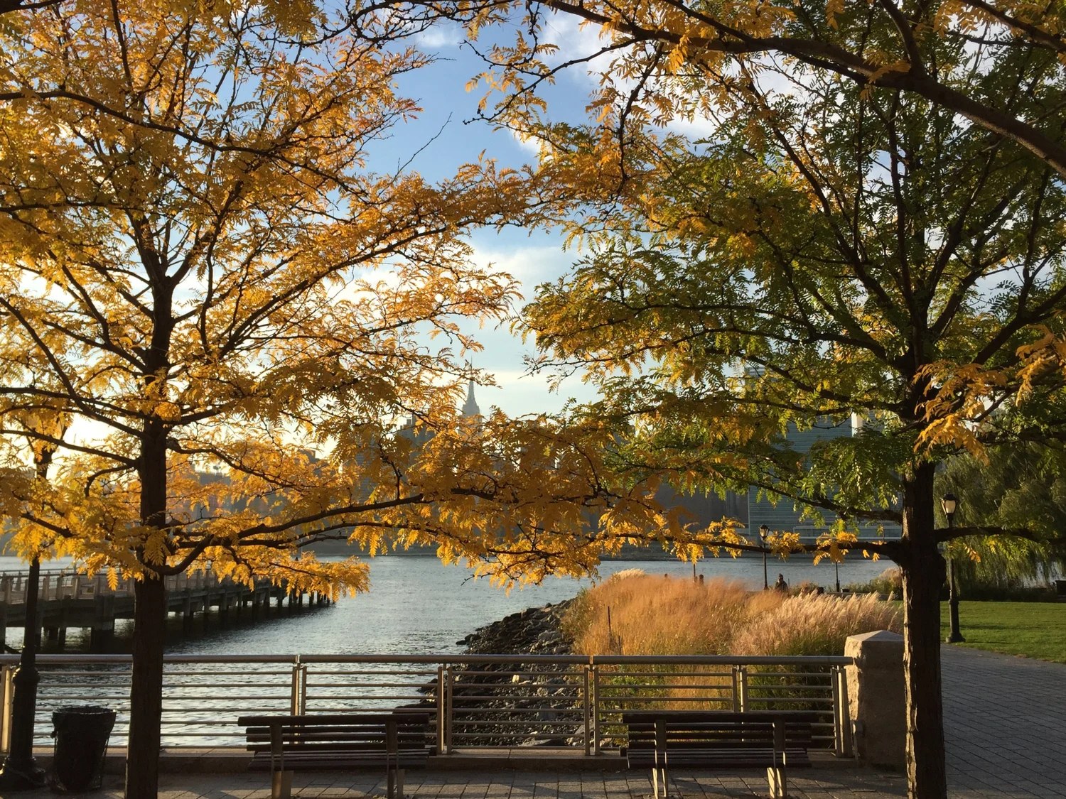 Autumn trees with orange leaves beside the East River at sunset