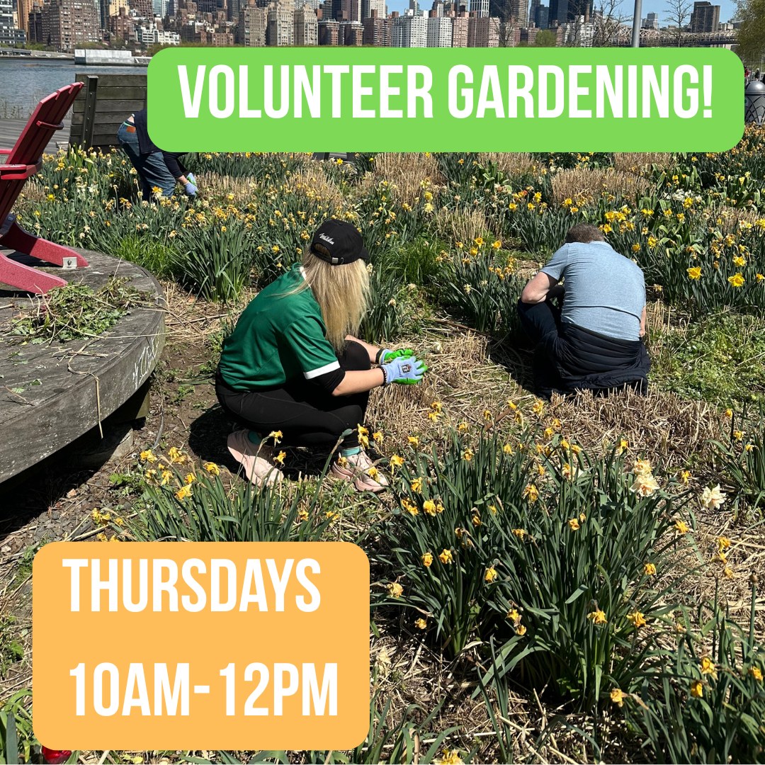 Volunteers weeding a planted bed in the park, with text reading Volunteer Gardening, Thursdays 10AM to 12PM